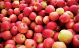 six canning factories of the Kuban began processing apples - фото - 1